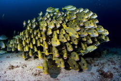 Sweetlips at Cape Kri by Pietro Cremone 